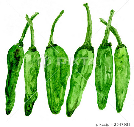 ししとう1151pix 2647982