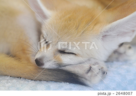 フェネック　03 2648007