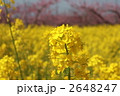 桃畑に咲く菜の花（セイヨウアブラナ） 2648247