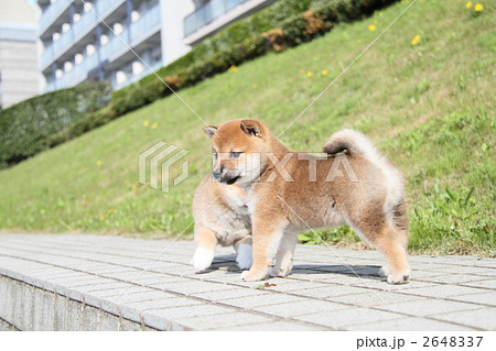 Shiba Inu puppy - Stock Photo [2648337] - PIXTA