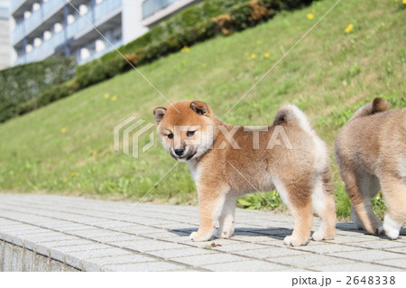 柴犬の子犬 柴犬の子犬 2648338