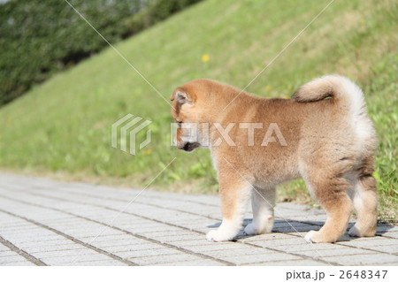 柴犬の子犬 2648347