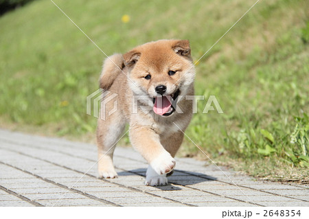柴犬の子犬 柴犬の子犬 2648354