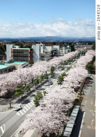 十和田官庁街の桜 2648529