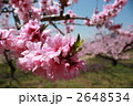 桃の花 2648534