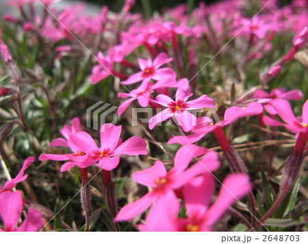 芝桜(ピンク) 芝桜(ピンク) 2648703