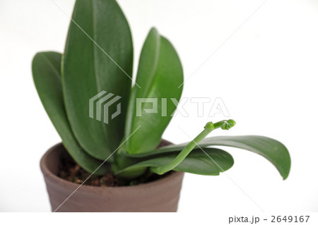 蘭の新芽 2649167