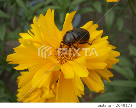 黄色い花にカナブン 2649173
