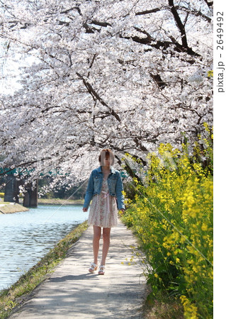 女性 春 桜 女性 春 桜 2649492