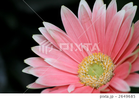ガーベラ ガーベラ 2649685