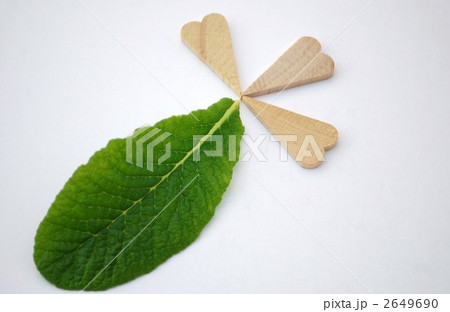 木製のハート型とジュリアンの葉っぱ 2649690