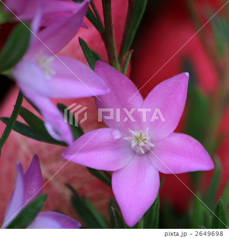 クロウエア・エクサラタ 2649698