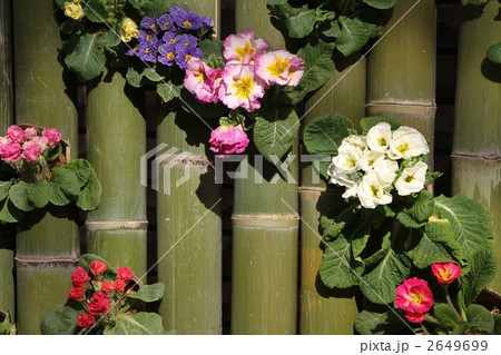 プリムラポリアンサスとプリムラジュリアン 2649699