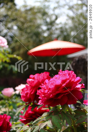 牡丹の花と赤い和傘 2649910