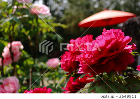 牡丹の花と赤い和傘 2649911