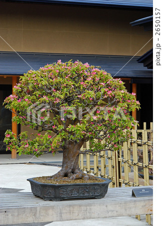 盆栽・花梨 盆栽・花梨 2650157