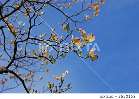 樹木・ハナミズキ（ミズキ科） 2650158