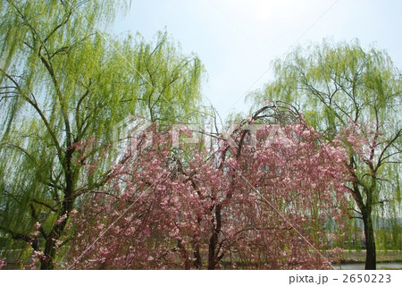 春の鴨川公園 春の鴨川公園 2650223