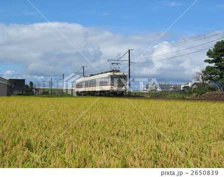 黄金色の田んぼを走り抜ける富山地鉄電車 2650839