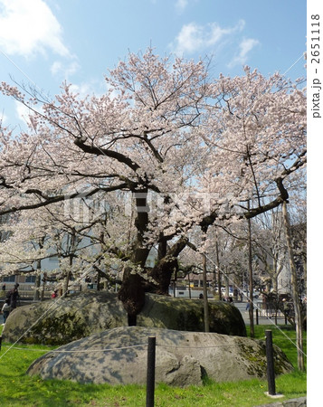 石割桜 2651118