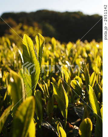 やぶきた茶の新芽 2651142