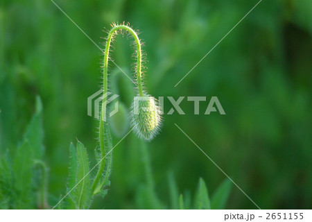 ヒナゲシの蕾 ヒナゲシの蕾 2651155