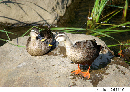 石の上で休む２羽のカルガモ 2651164