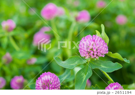 並んだムラサキツメクサ 並んだムラサキツメクサ 2651194