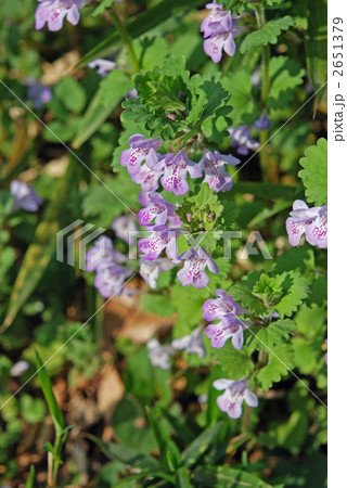 野草・カキドオシ（シソ科） 2651379
