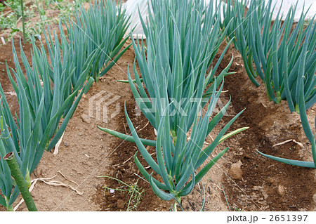 収穫期のネギ畑 2651397