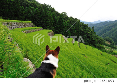 夏の終わりの石垣棚田 2651853