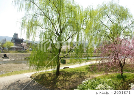 春色の鴨川公園 春色の鴨川公園 2651871