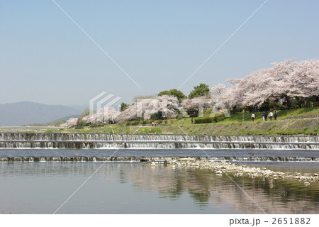 春の賀茂川 春の賀茂川 2651882