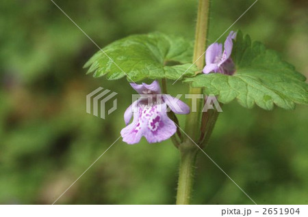 カキドウシ 2651904