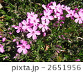芝桜 2651956