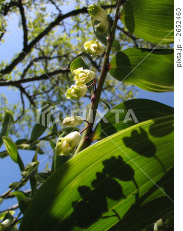 アマドコロ アマドコロ 2652460