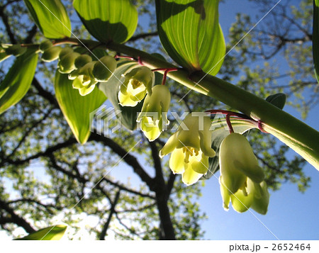 アマドコロ アマドコロ 2652464