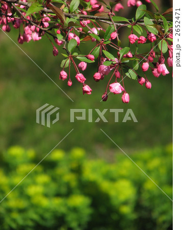 ハナカイドウのつぼみ ハナカイドウのつぼみ 2652471