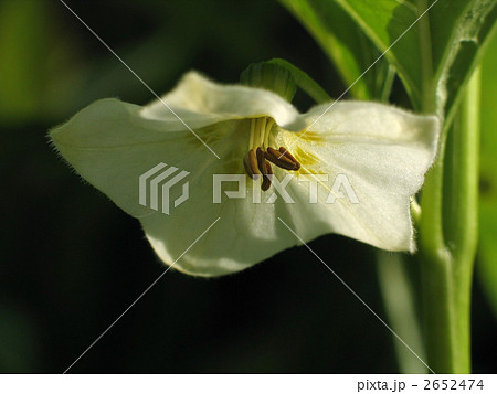 ホオズキの花 ホオズキの花 2652474