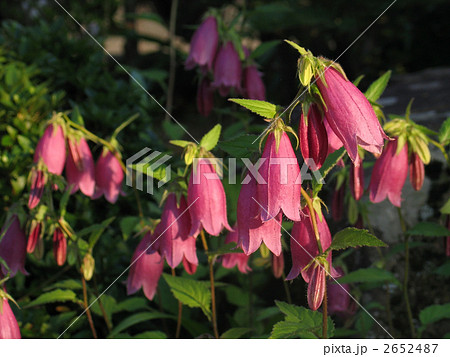 ホタルブクロ 2652487