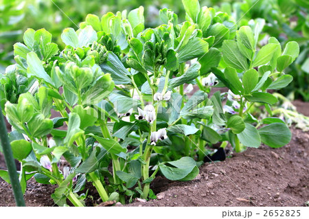 インゲン 2652825