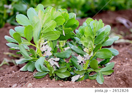 インゲン 2652826