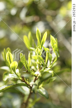 里山の新茶 2652913