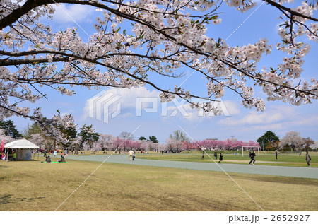 村松公園の桜 新潟県五泉市 の写真素材