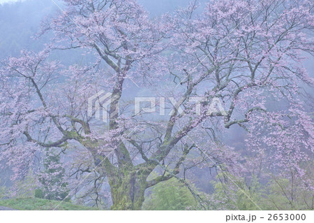 霧につつまれた桜 霧につつまれた桜 2653000