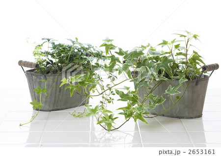 インテリア植物 2653161