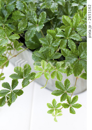 インテリア植物 2653162