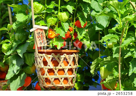 浅草寺ほおずき市 2653258