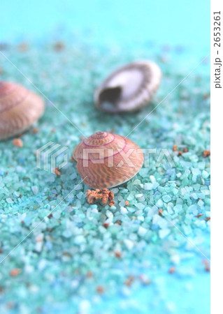 貝殻 2653261