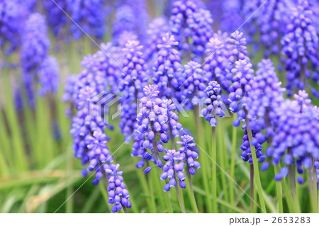 グレープヒヤシンス グレープヒヤシンス 2653283